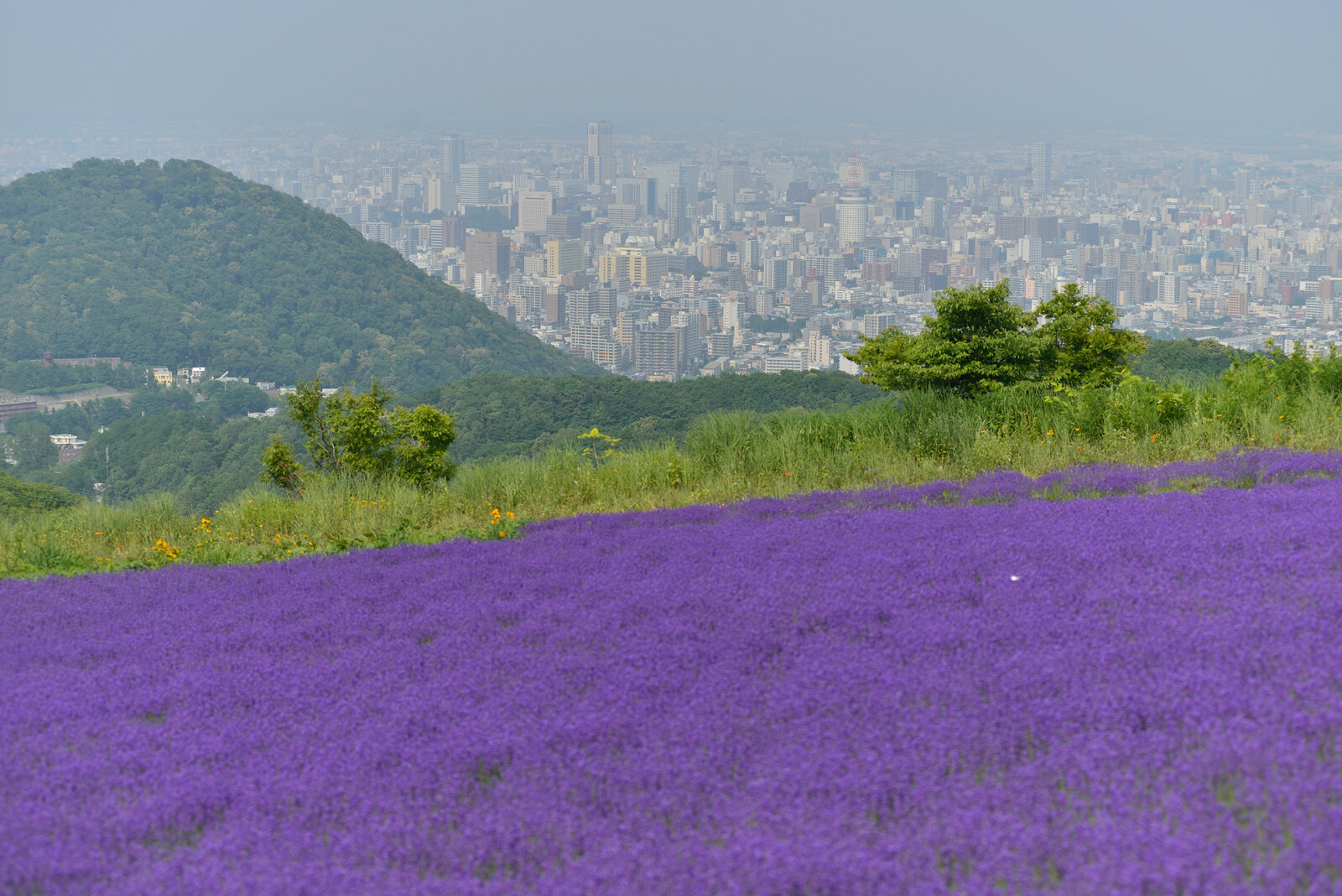 幌見峠ラベンダー畑 札幌の山であそぼう 宮の森 ばんけい編 中央区 南区エリア 札幌観光ルート紹介サイト